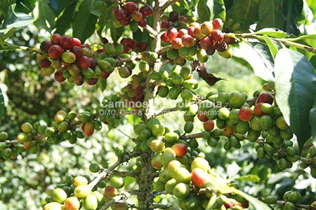 Eje Cafetero Turismo, Colombia Clásico 8 Días