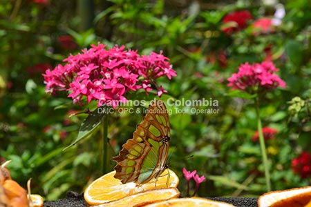 Eje Cafetero Tourism, Colombia Classic 8 Days