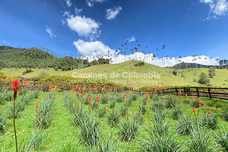 Eje Cafetero Cocora Valley Tourism, Colombia Classic 8 Days