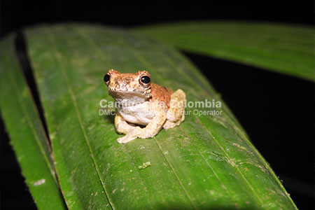 Fauna Amazonas, Amazonas Tres Fronteras 8 Días