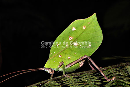 Fauna Amazonas, Amazonas Tres Fronteras 8 Días