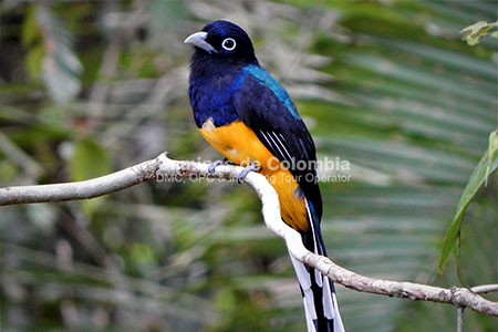 Fauna Amazonas, Amazonas Tres Fronteras 8 Días