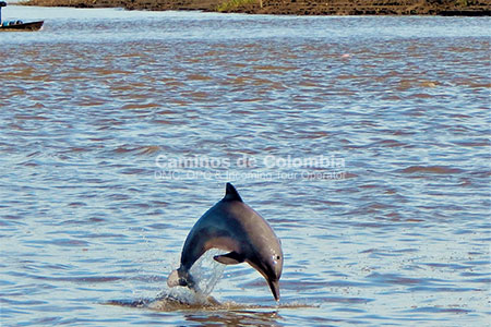 Fauna Amazonas, Amazonas Tres Fronteras 8 Días