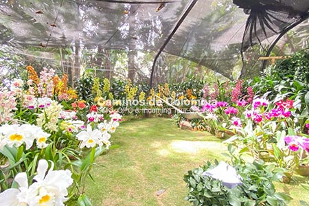 Feria de Flores Medellin 5 Días