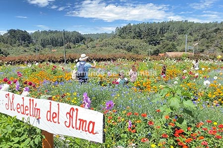 Tour de Flores y Silleteros