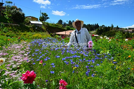 Flowers and Silleteros Tour