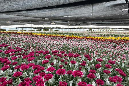 Tour de Flores en Medellin