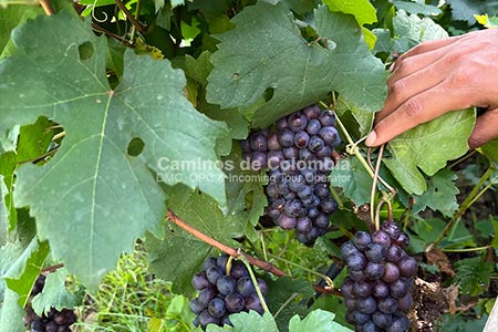 Paseando por la Historia y el Vino, Santa fe de Antioquia