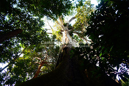 Selva Amazonas, Amazonas Tres Fronteras 8 Días