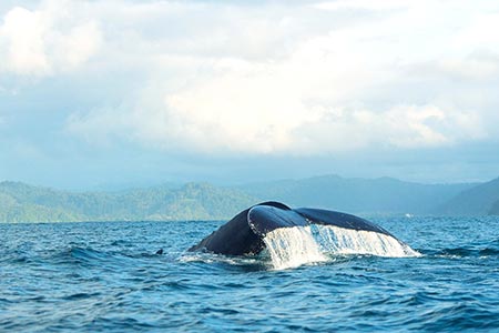 Tour Ballenas a la Vista, Pacífico Colombia 4 Días