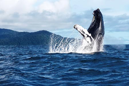 Tour Ballenas a la Vista, Pacífico Colombia 4 Días
