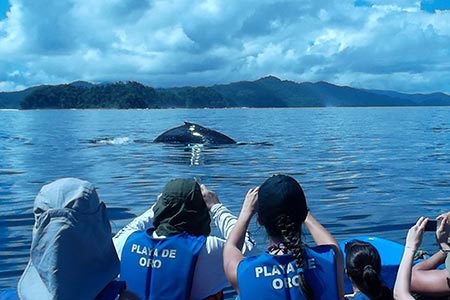 Tour Ballenas a la Vista, Pacífico Colombia 4 Días