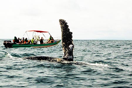 Tour Ballenas a la Vista, Pacífico Colombia 4 Días