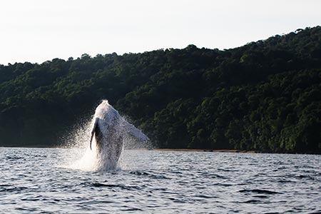 Tour Ballenas a la Vista, Pacífico Colombia 4 Días