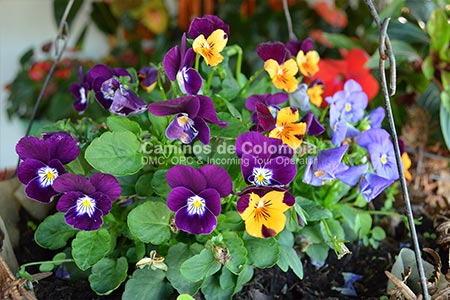 Flowers and Silleteros Tour