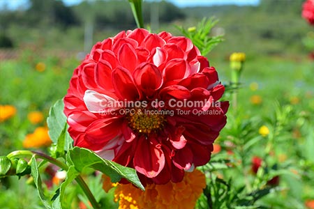 Flowers and Silleteros Tour