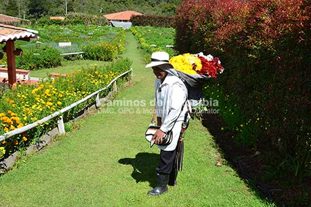 Flowers and Silleteros Tour