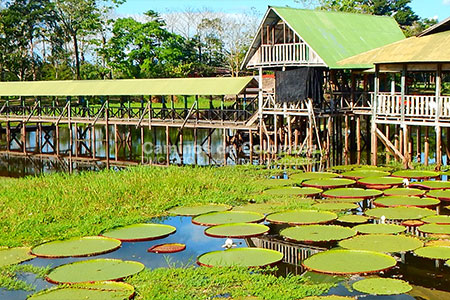 Victoria Regia Amazonas, Amazonas Tres Fronteras 8 Días