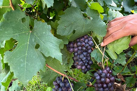 Paseo por la historia y el vino