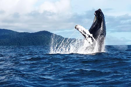 Avistamiento Ballenas 2026